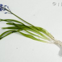 Spanish Bluebell